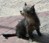 Maxi114
