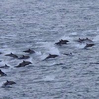 Dolphins near the ship